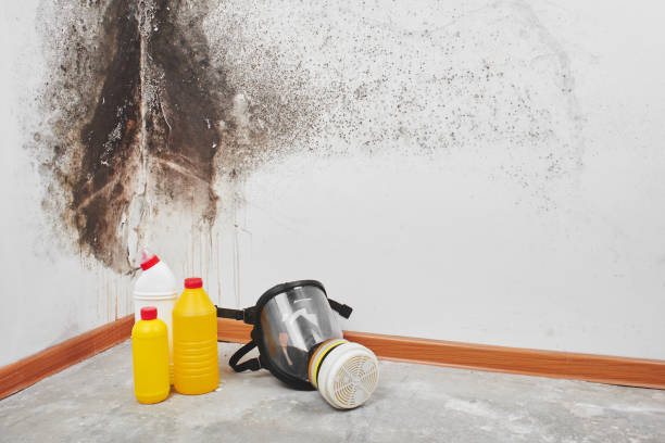 Trusted Aurora, TX Mold Remediation Experts