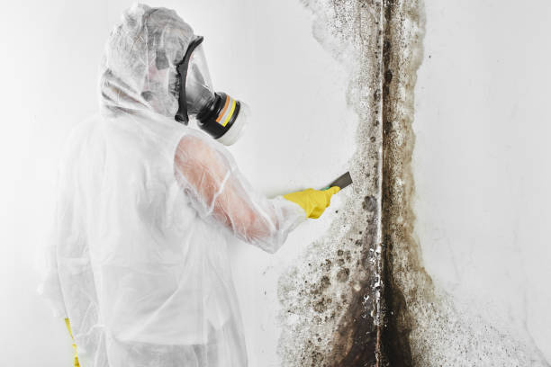 Best Mold Remediation for Specific Building Types in Aurora, TX