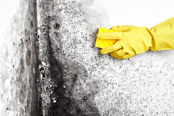 Best Black Mold Remediation in Aurora, TX