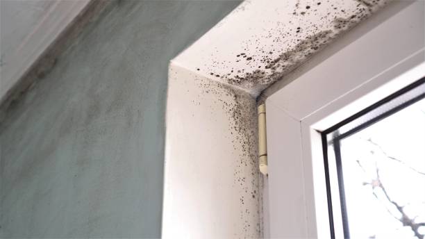 Best Residential Mold Remediation in Aurora, TX
