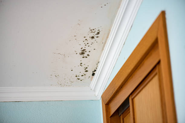 Best DIY Mold Remediation Support Services in Aurora, TX