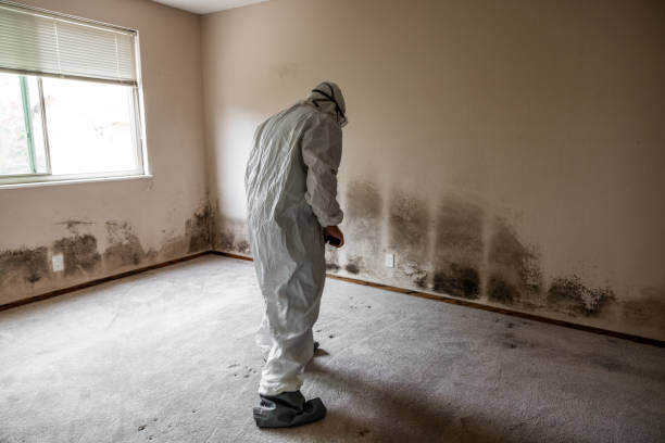 Best Commercial Mold Remediation in Aurora, TX