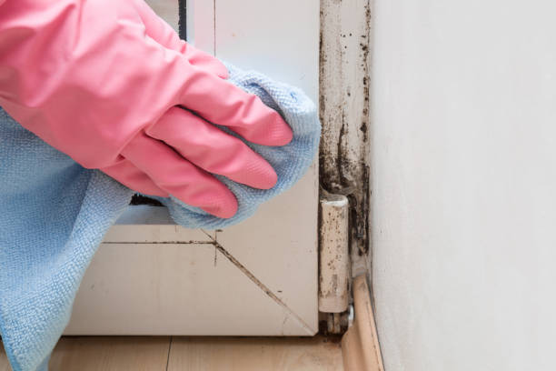 Best Industrial Mold Remediation in Aurora, TX